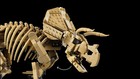 LEGO Jurassic World: Dinosaur Fossils: Triceratops 77985