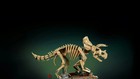 LEGO Jurassic World: Dinosaur Fossils: Triceratops 77985